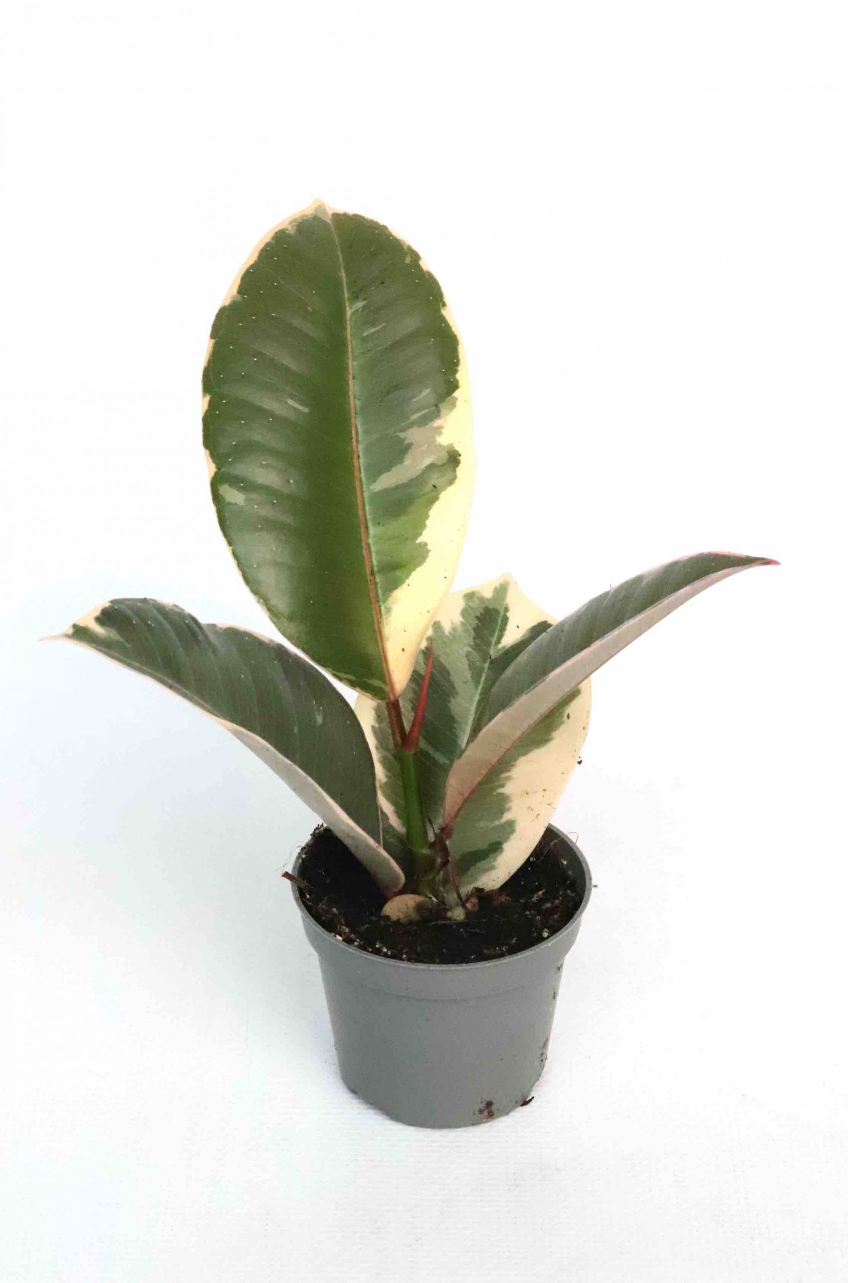 Ficus elastica 'Tineke' - Image 2