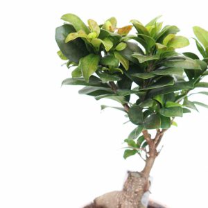 Ficus ginseng