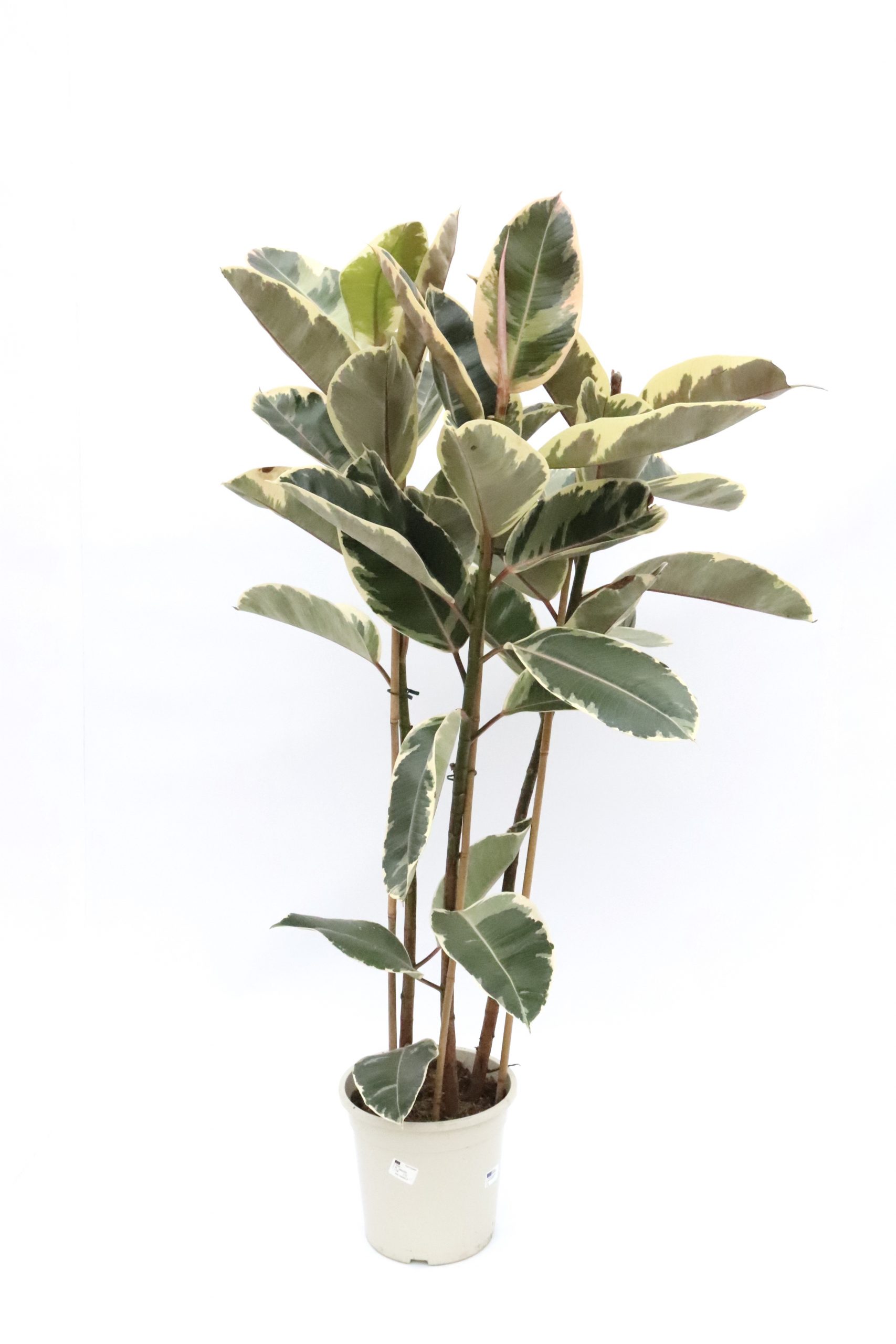 Ficus elastica 'Tineke' - Image 9