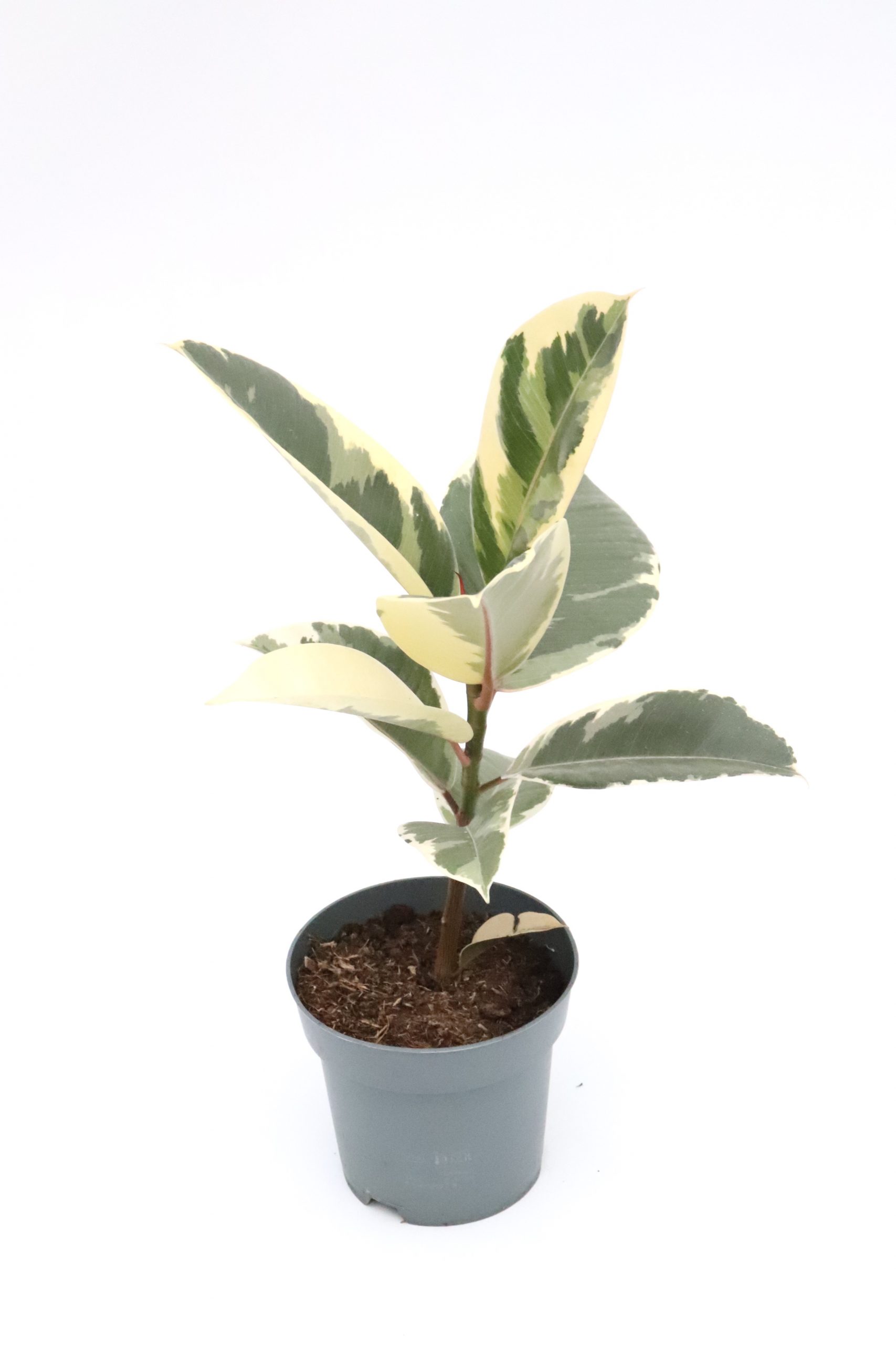 Ficus elastica 'Tineke' - Image 4