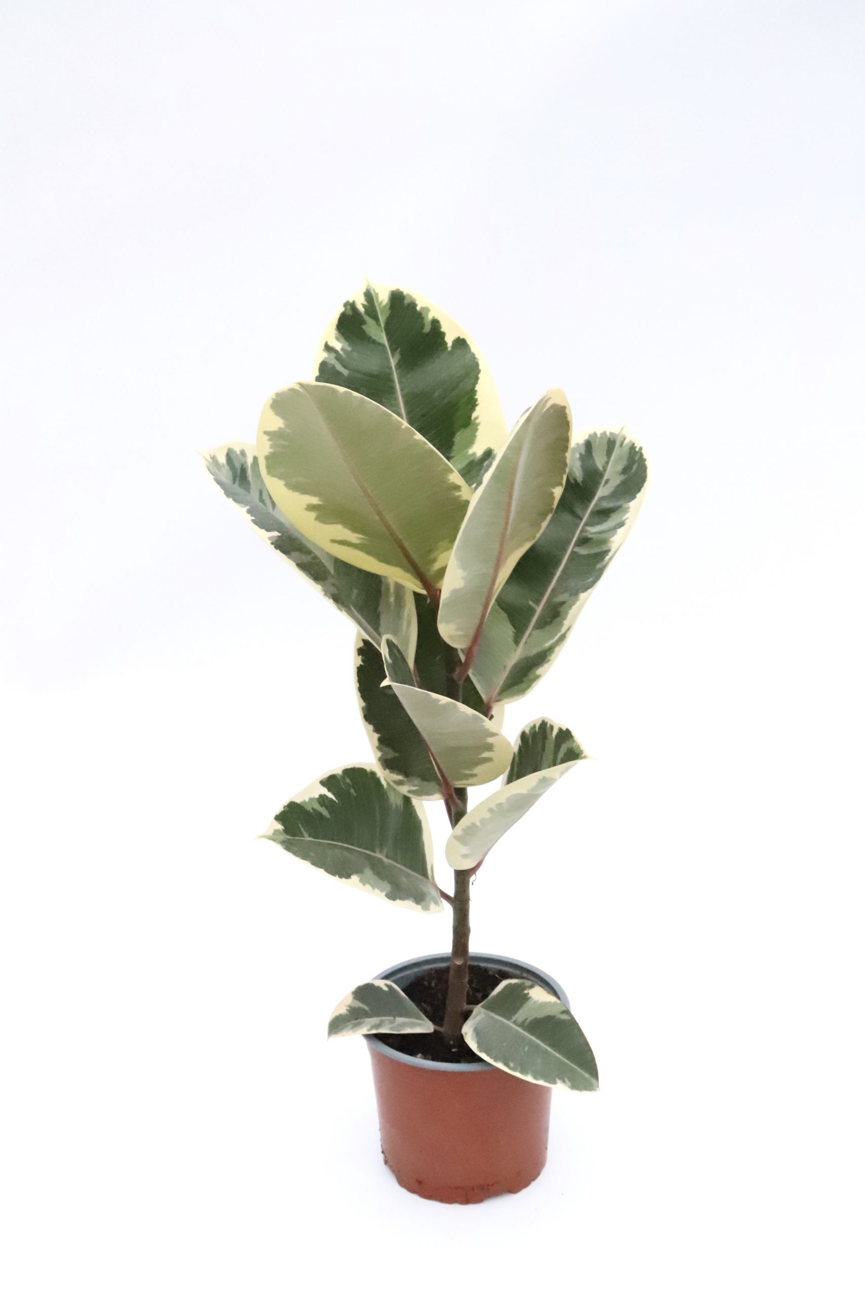 Ficus elastica 'Tineke' - Image 5