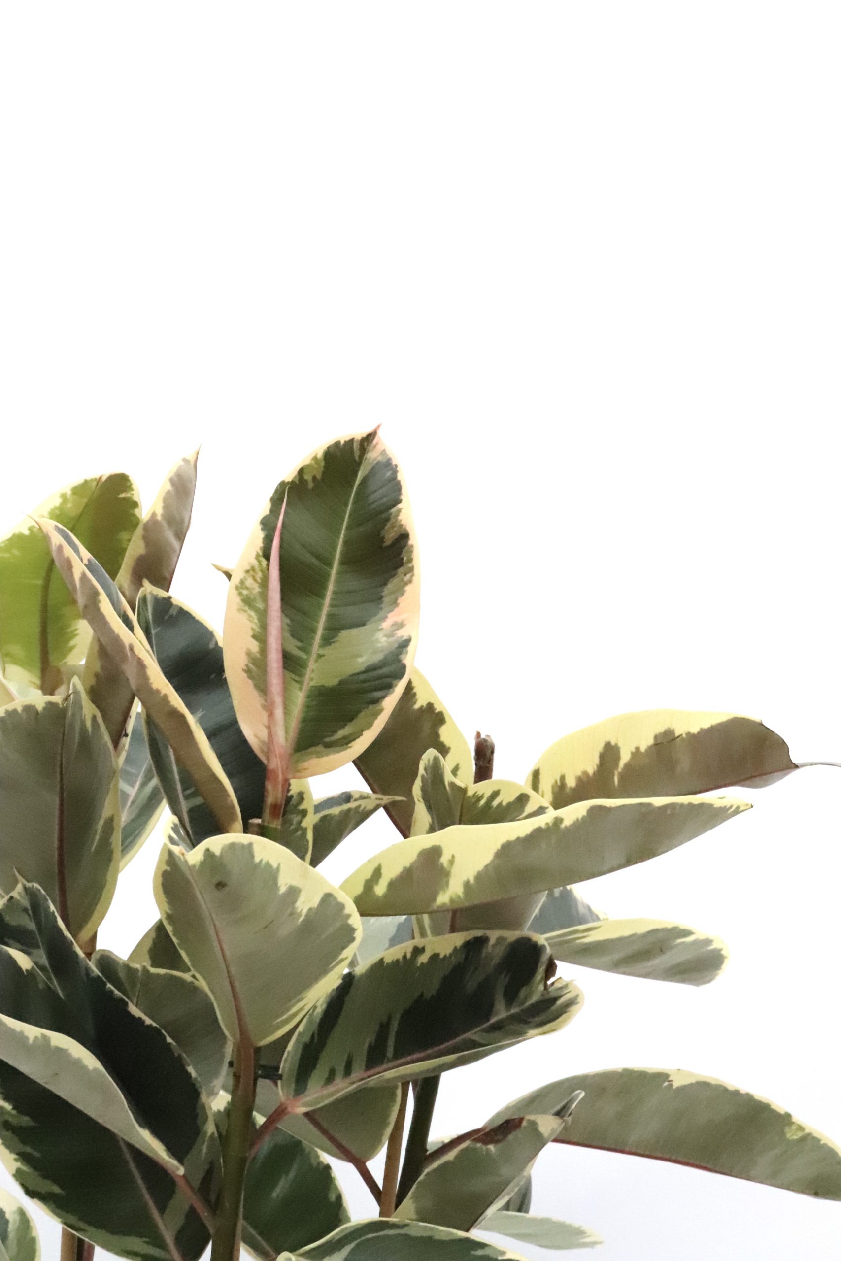 Ficus elastica 'Tineke' - Image 8