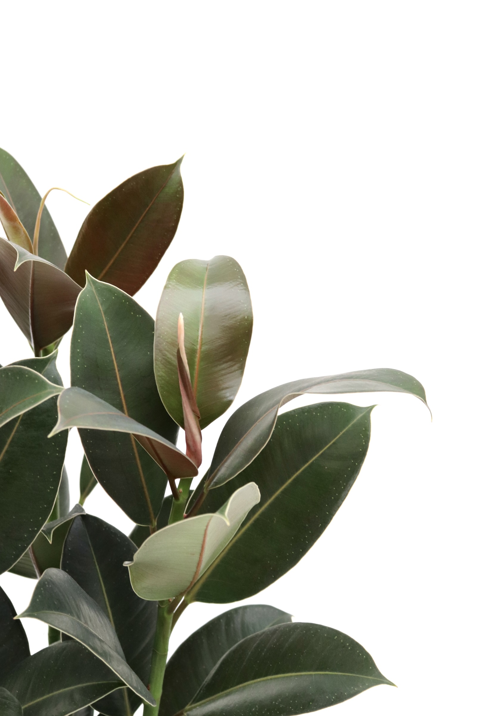 ficus_elastica_melany_planthiza_zoom