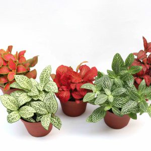 Fittonia