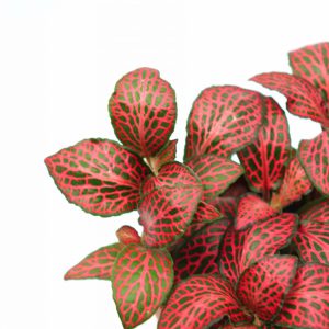 Fittonia albivenis 'Forest Flame'