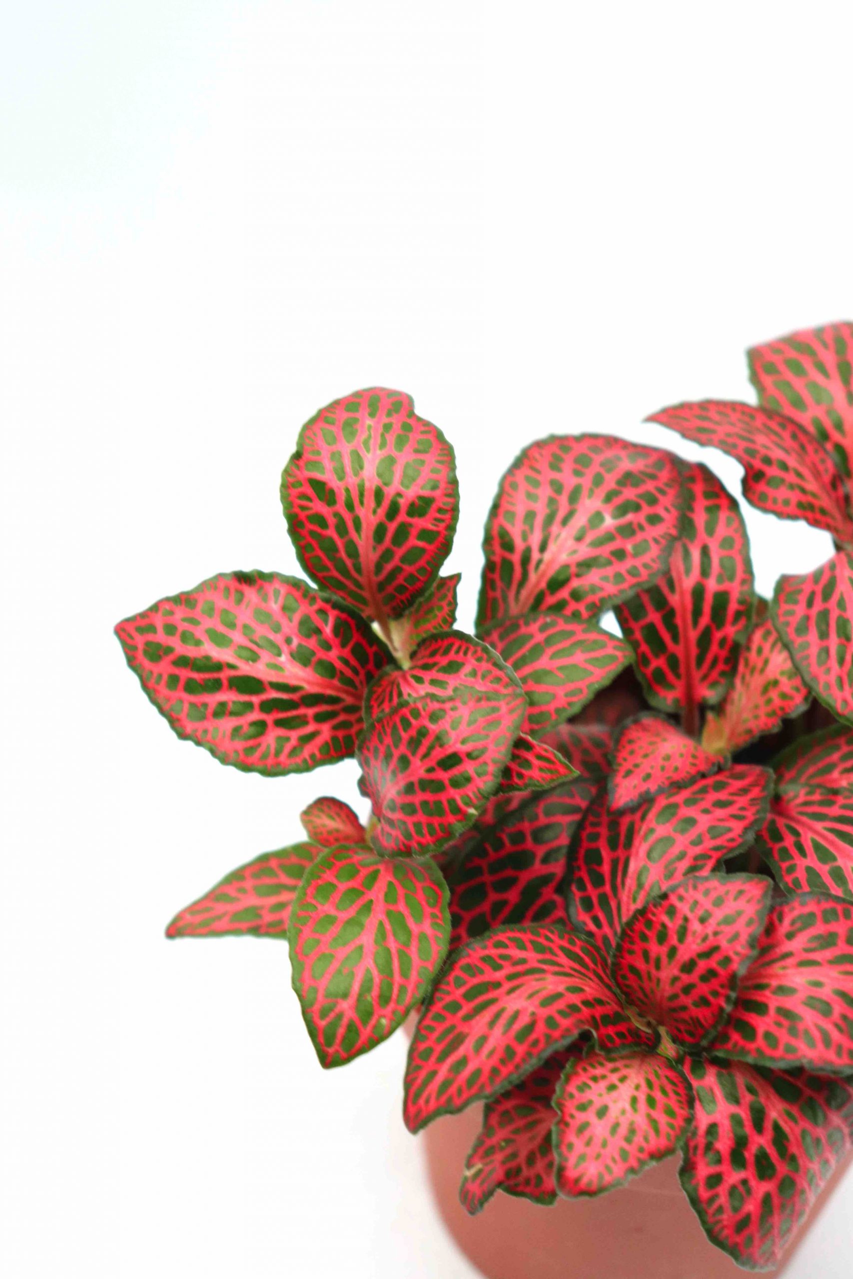 Fittonia albivenis 'Forest Flame'