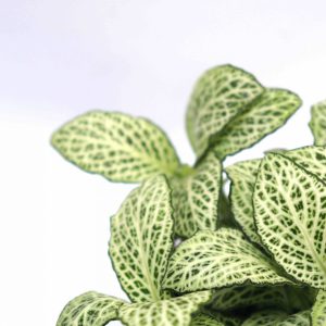 Fittonia albivenis 'White Star'