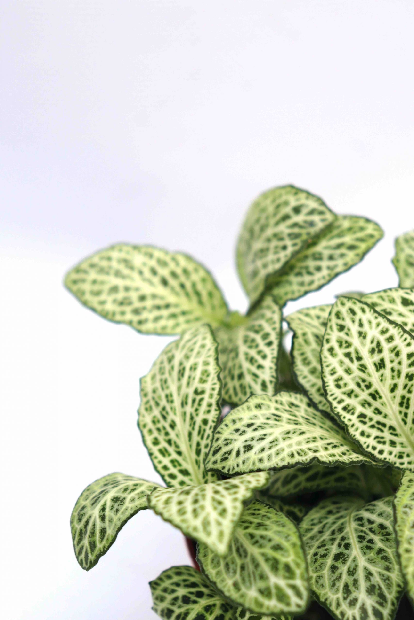 Fittonia albivenis 'White Star'