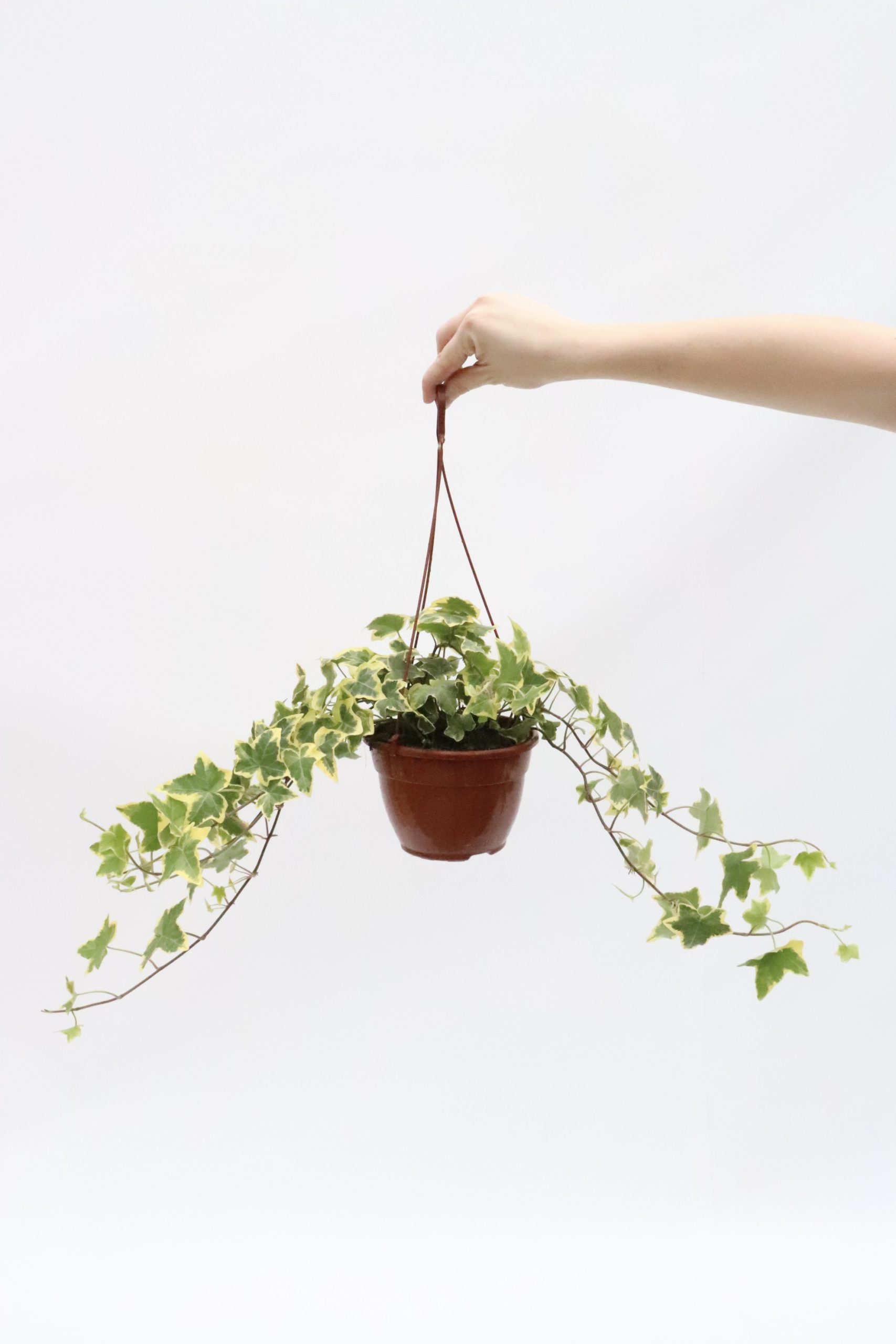 Hedera helix ‘Gold Child’ - Image 3