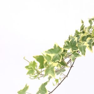 Hedera helix ‘Gold Child’