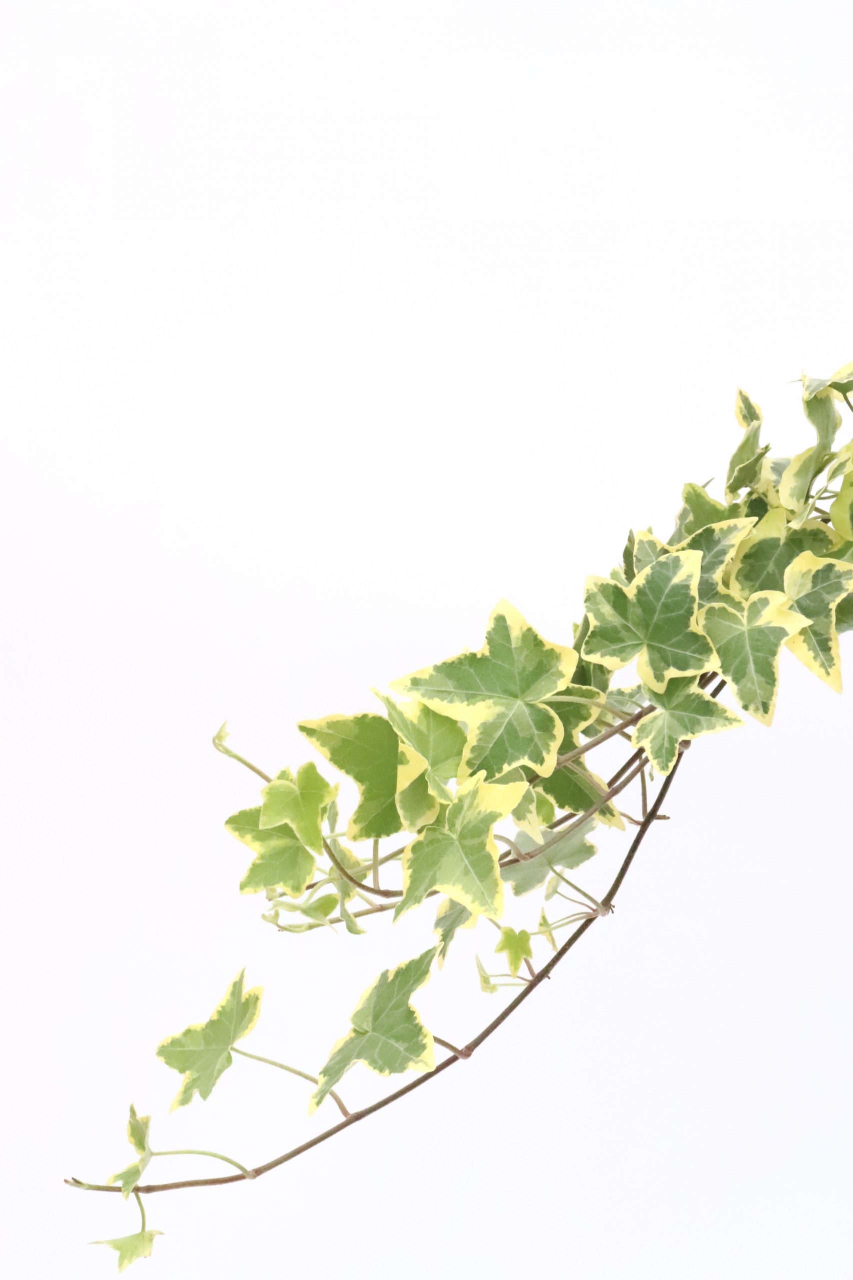 Hedera helix ‘Gold Child’
