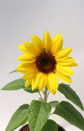 Helianthus-planthiza-girassol