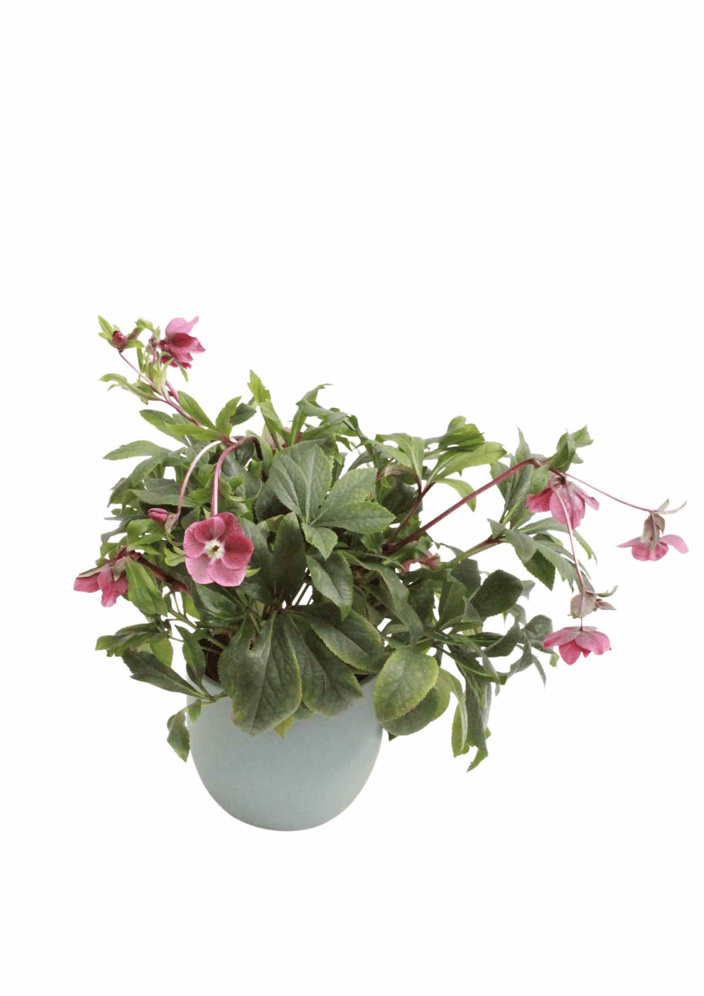 helleborus-'vitoria'-planthiza