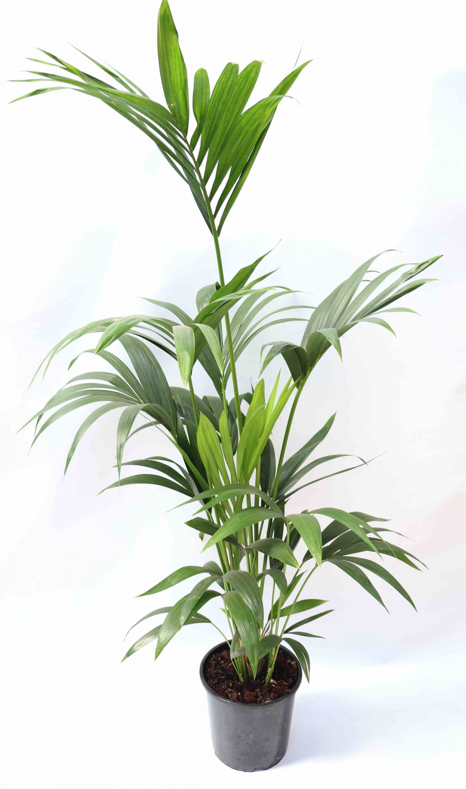 Howea forsteriana - Image 2
