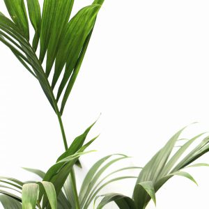 Howea forsteriana
