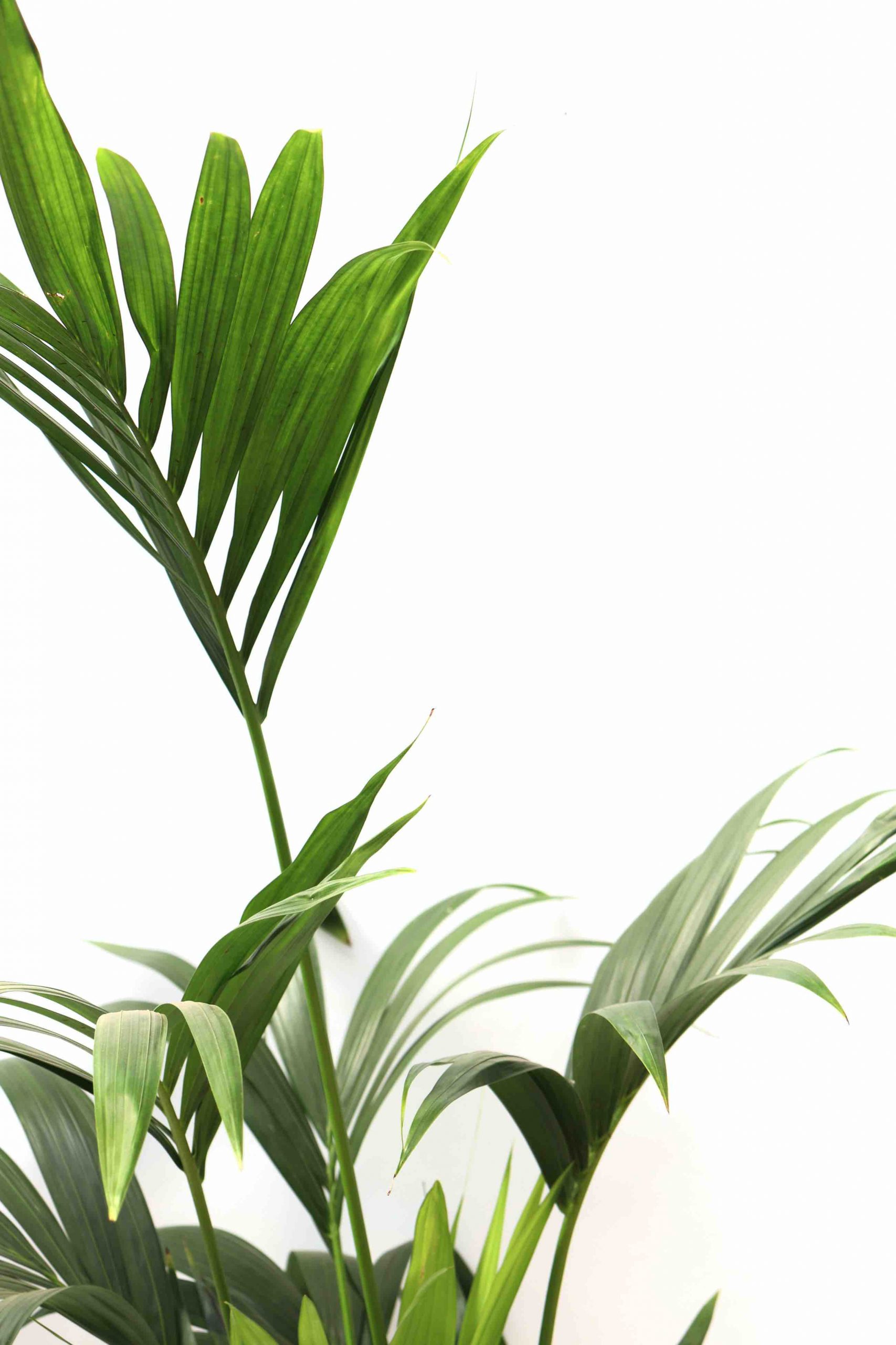 Howea forsteriana
