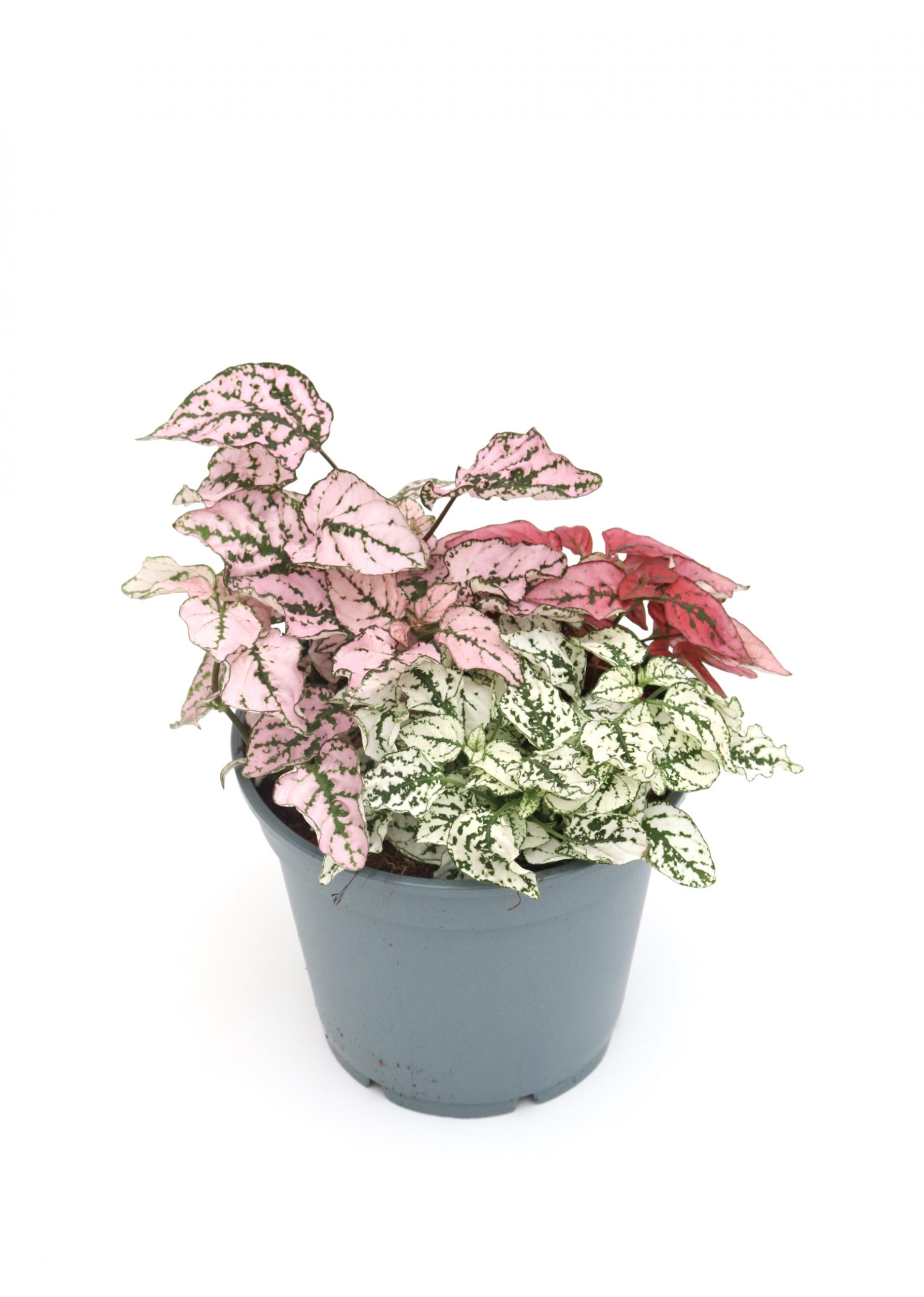 Hypoestes - Image 6