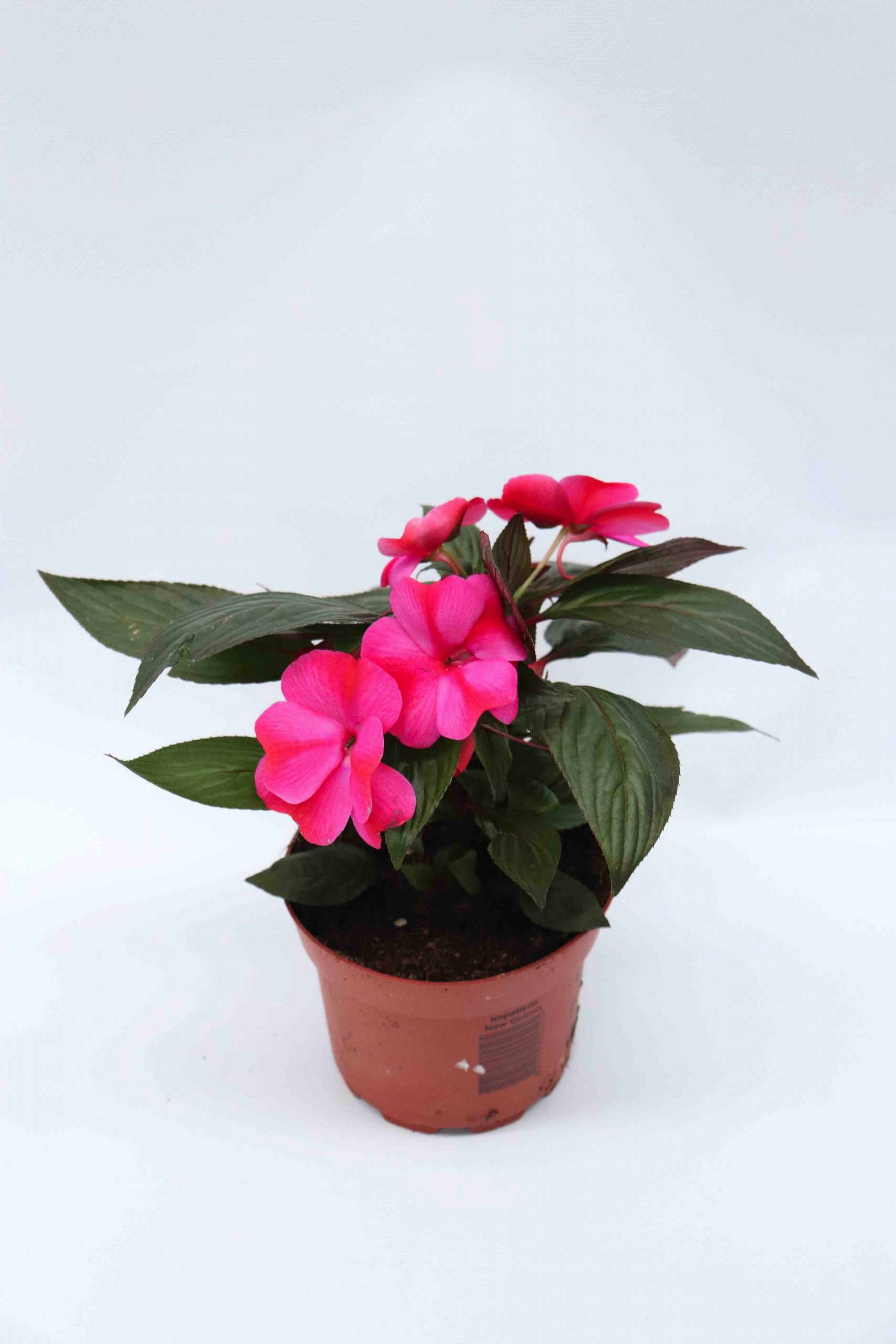 Impatiens Nova Guiné - Image 9