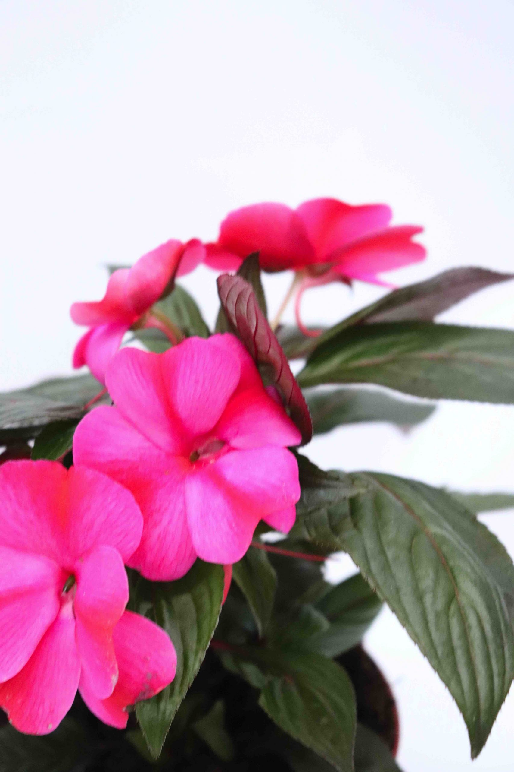 Impatiens Nova Guiné - Image 8