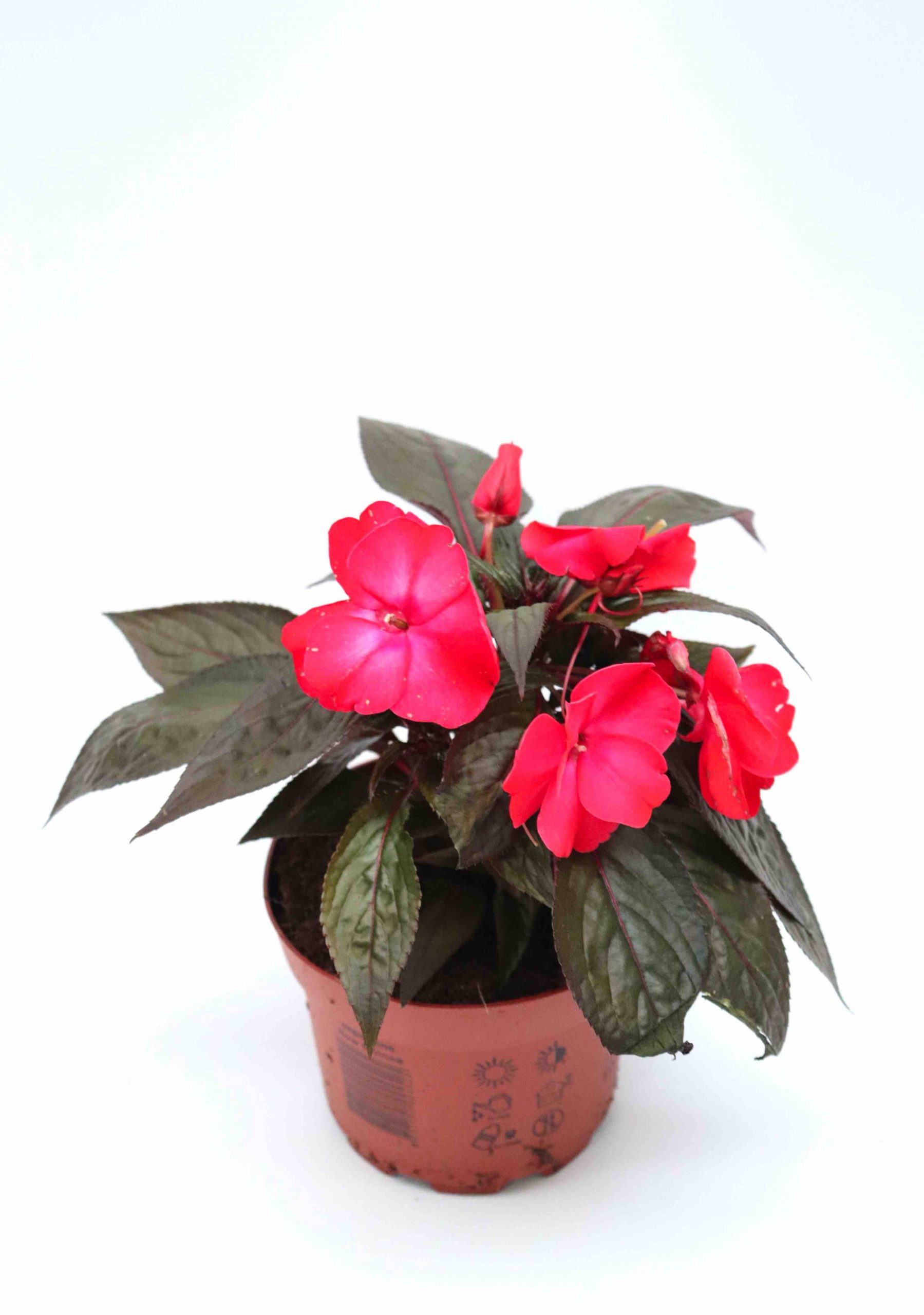 Impatiens Nova Guiné - Image 6
