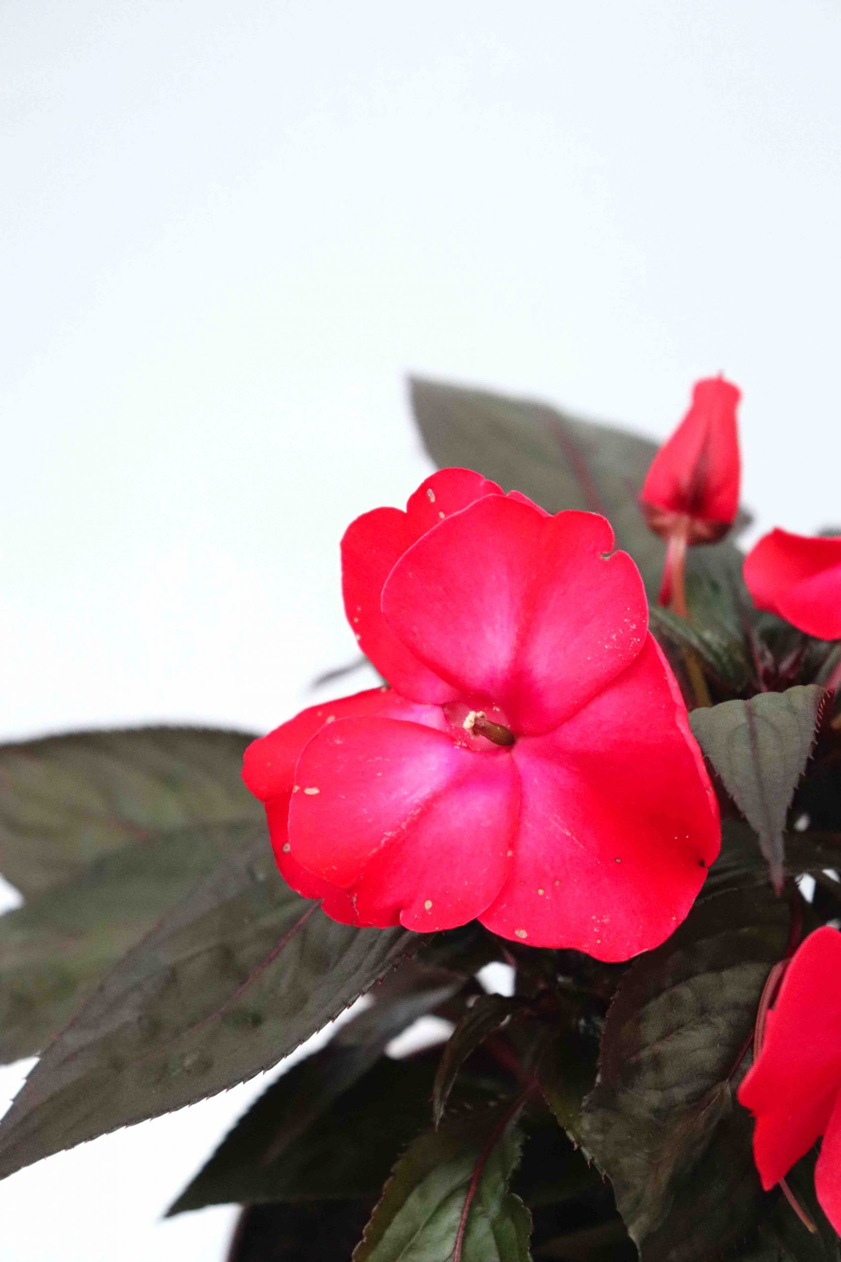 Impatiens Nova Guiné - Image 5