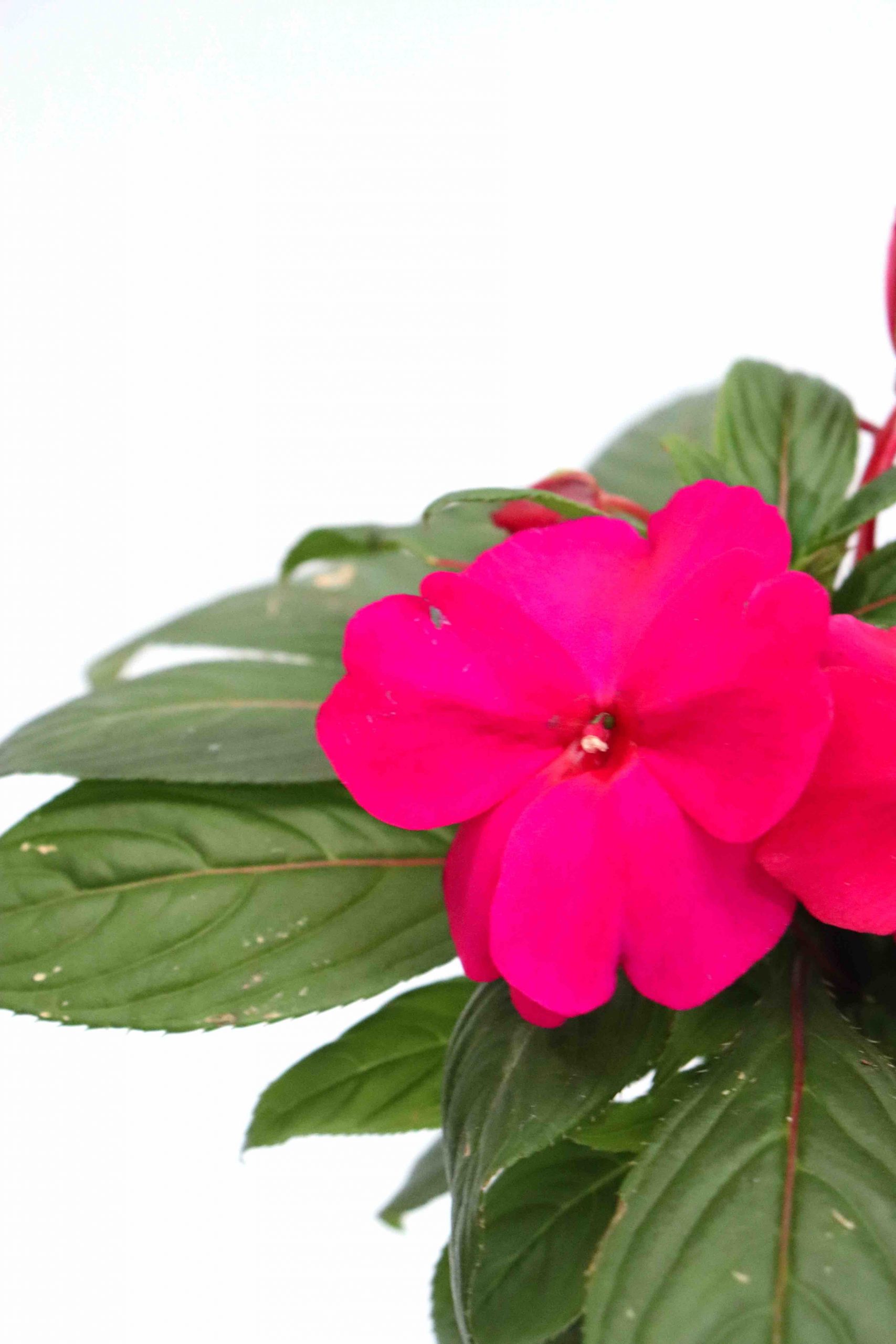 Impatiens Nova Guiné - Image 2