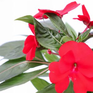 Impatiens Nova Guiné