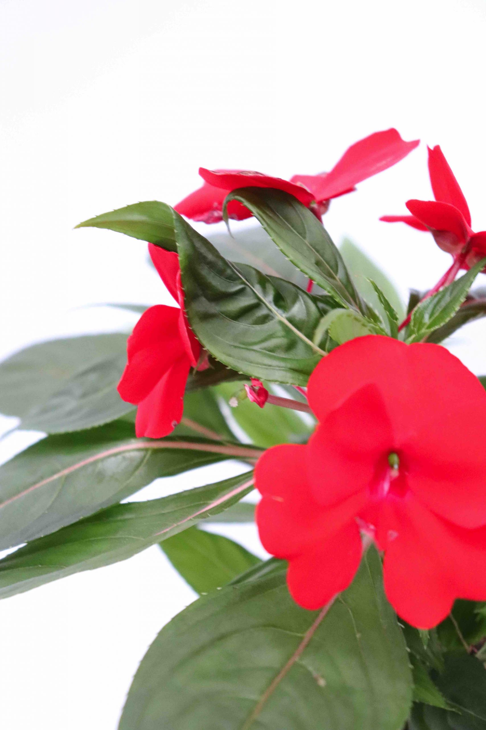 Impatiens Nova Guiné
