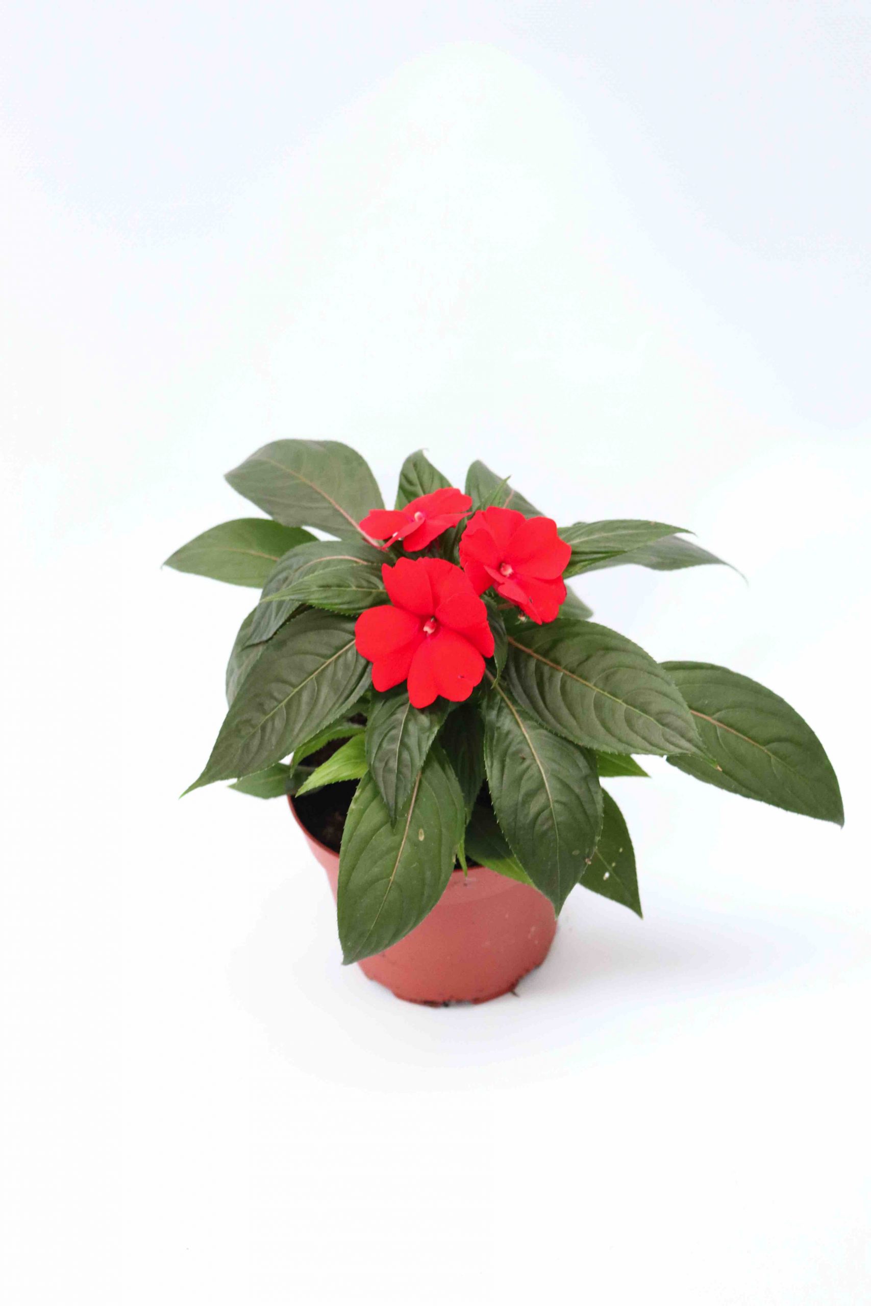 impatiens-new-guinea-verde-enc-.