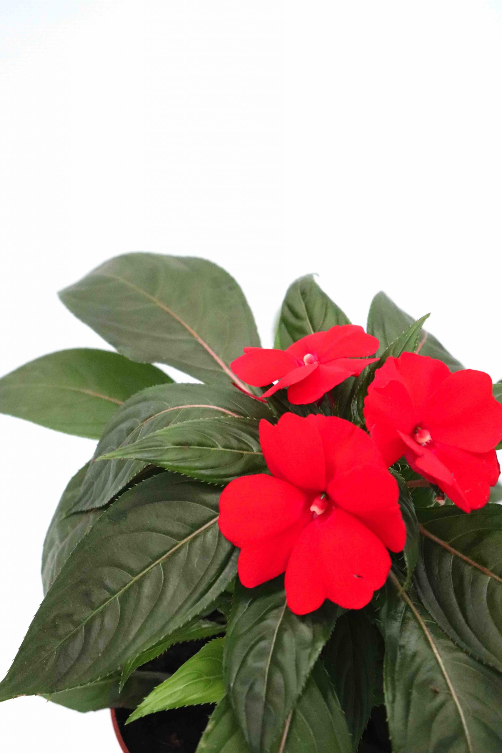 Impatiens Nova Guiné - Image 3