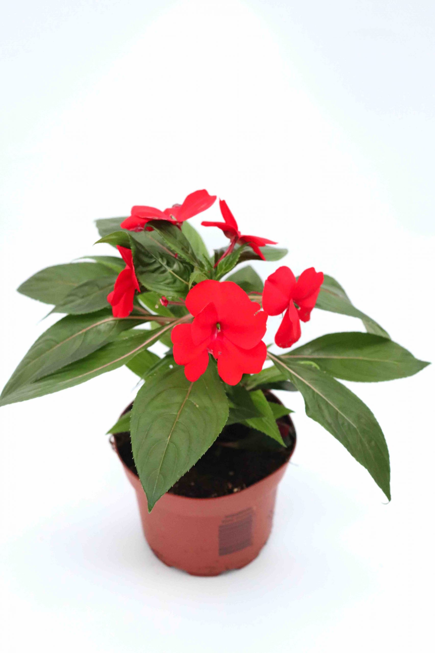 Impatiens Nova Guiné - Image 7