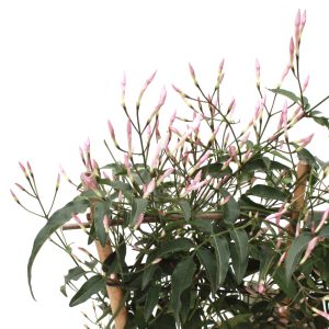 Jasminum polyanthum