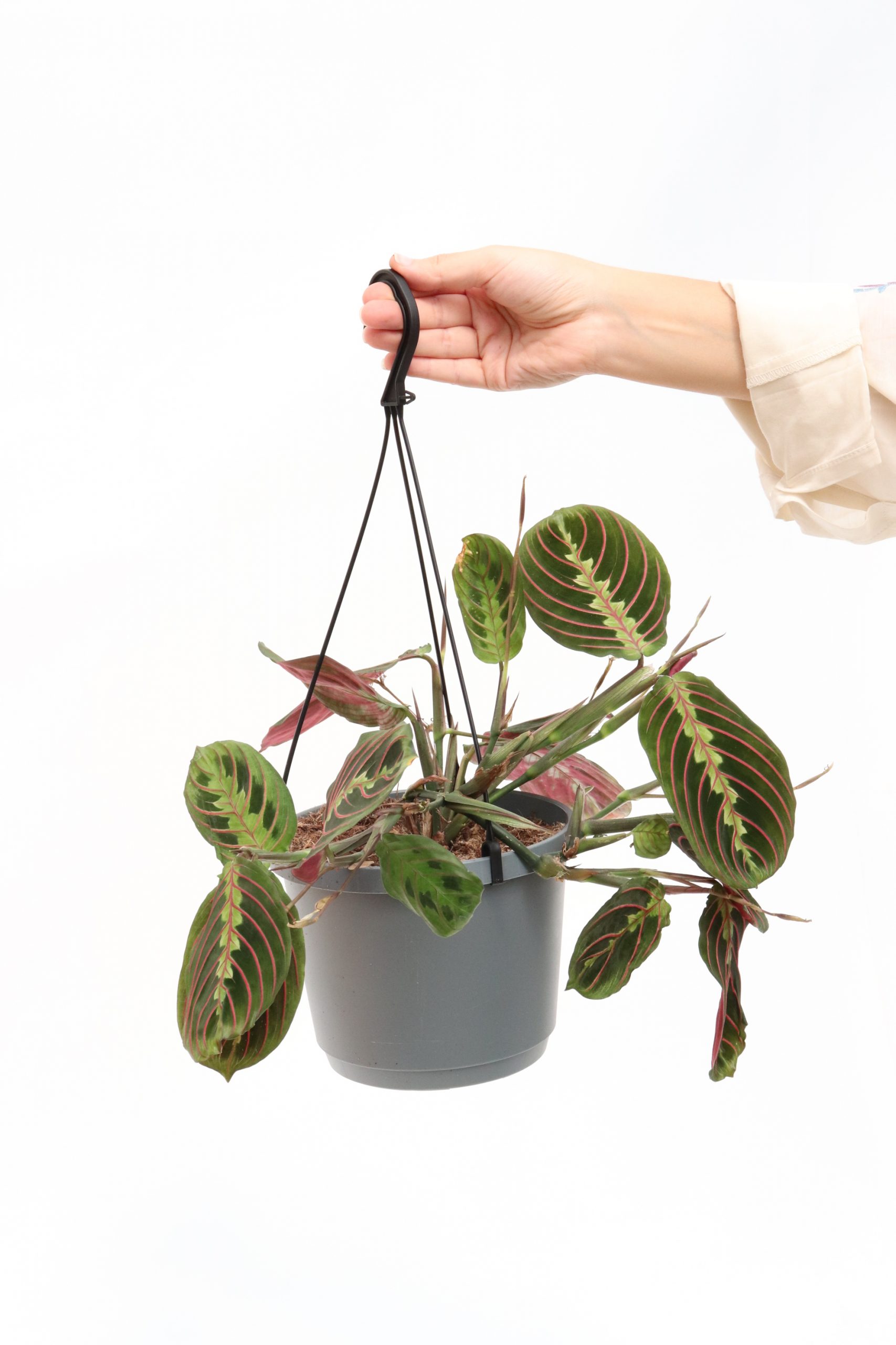 Maranta leuconeura 'Fascinator Tricolor' - Image 4
