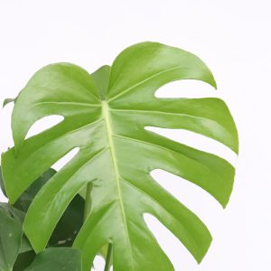 folha de monstera deliciosa costela de adão