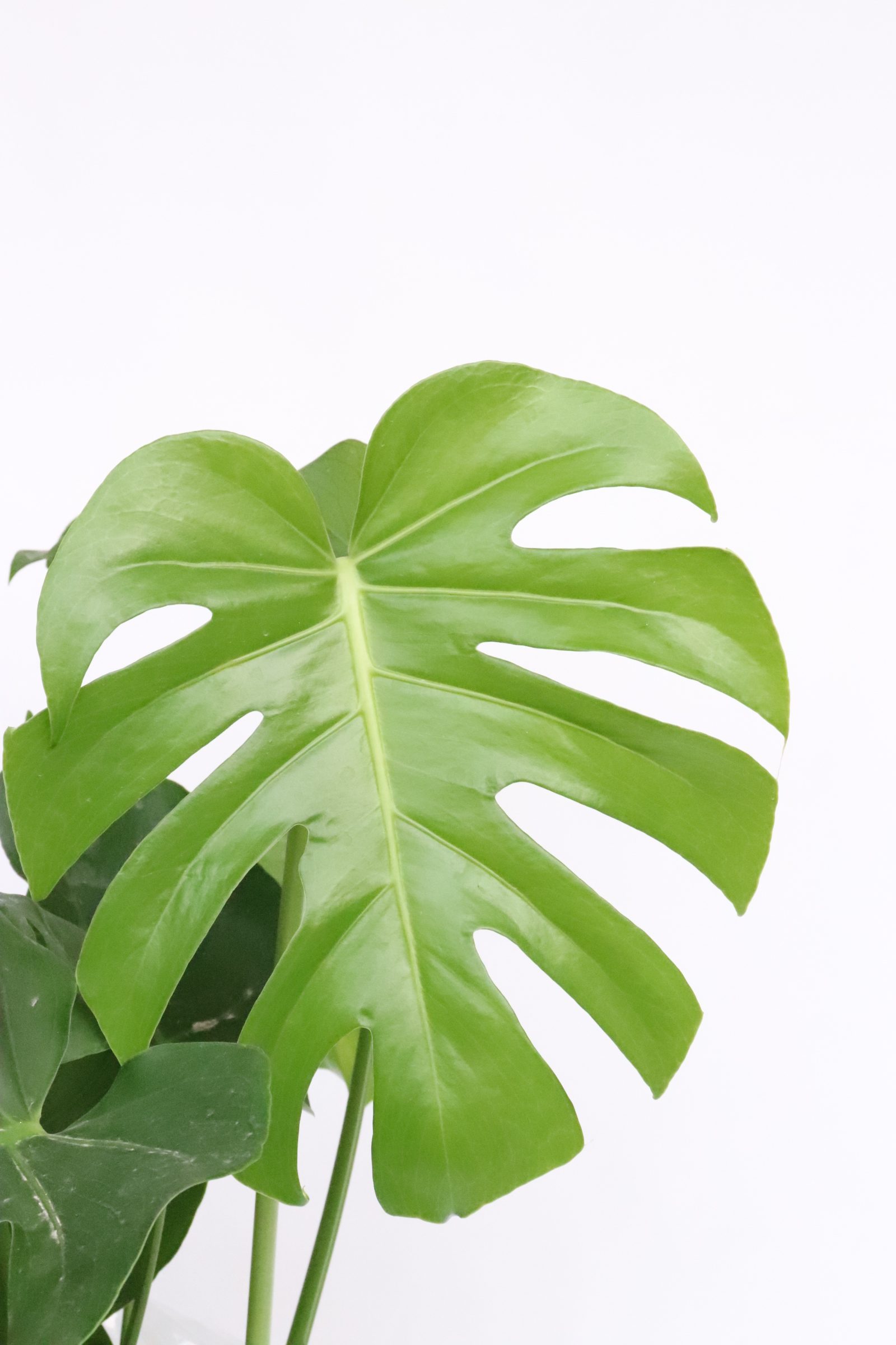 folha de monstera deliciosa costela de adão
