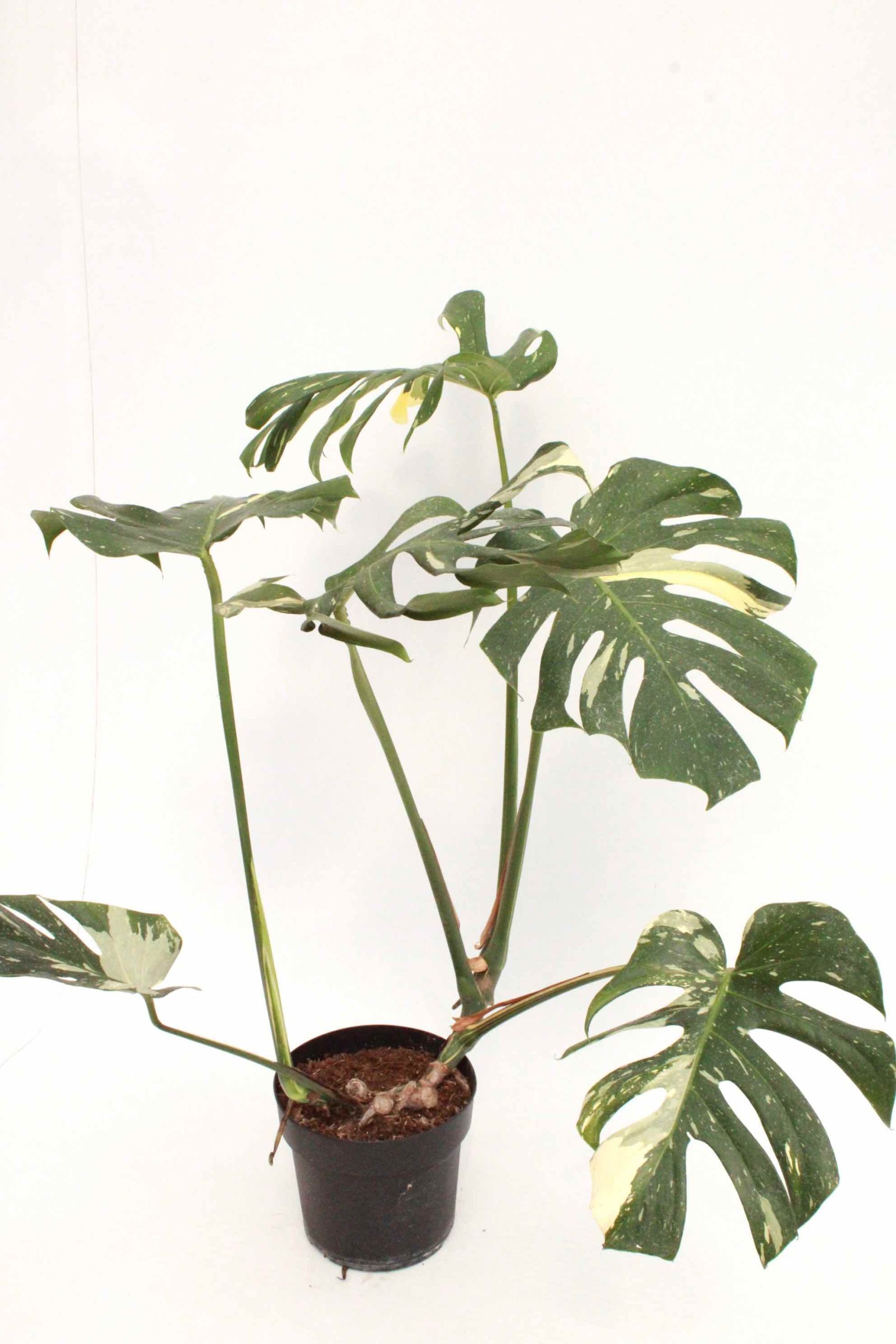 monstera-deliciosa-thai-constellation-1