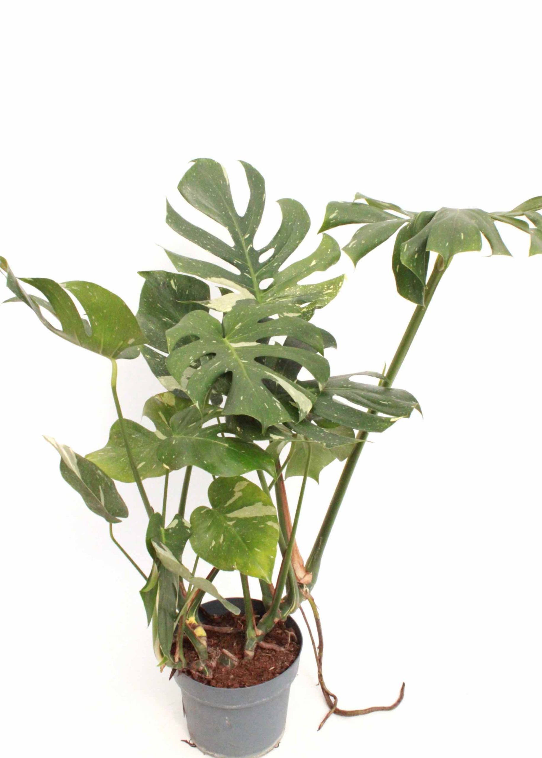 monstera-deliciosa-thai-constellation-2