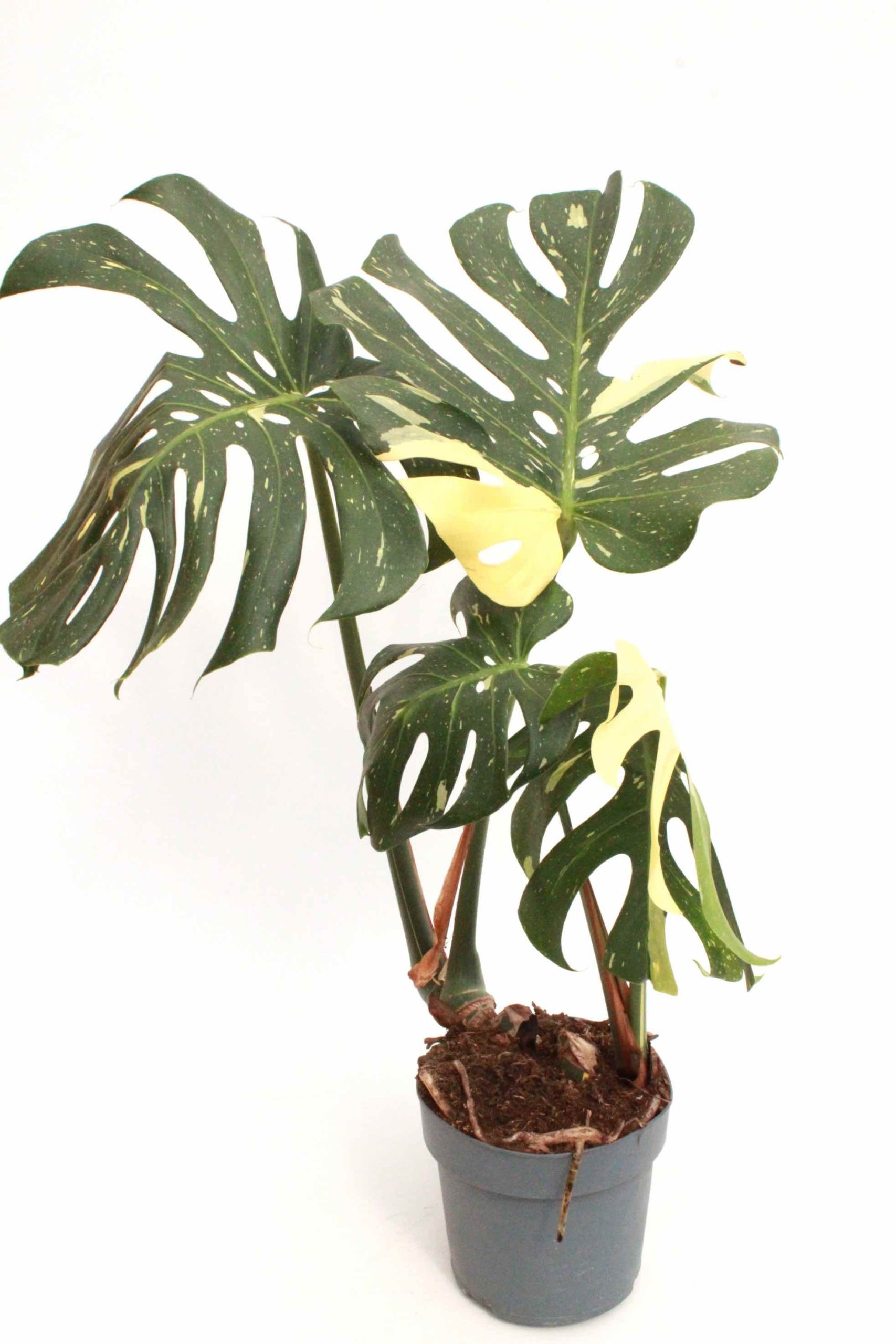 monstera-deliciosa-thai-constellation-3