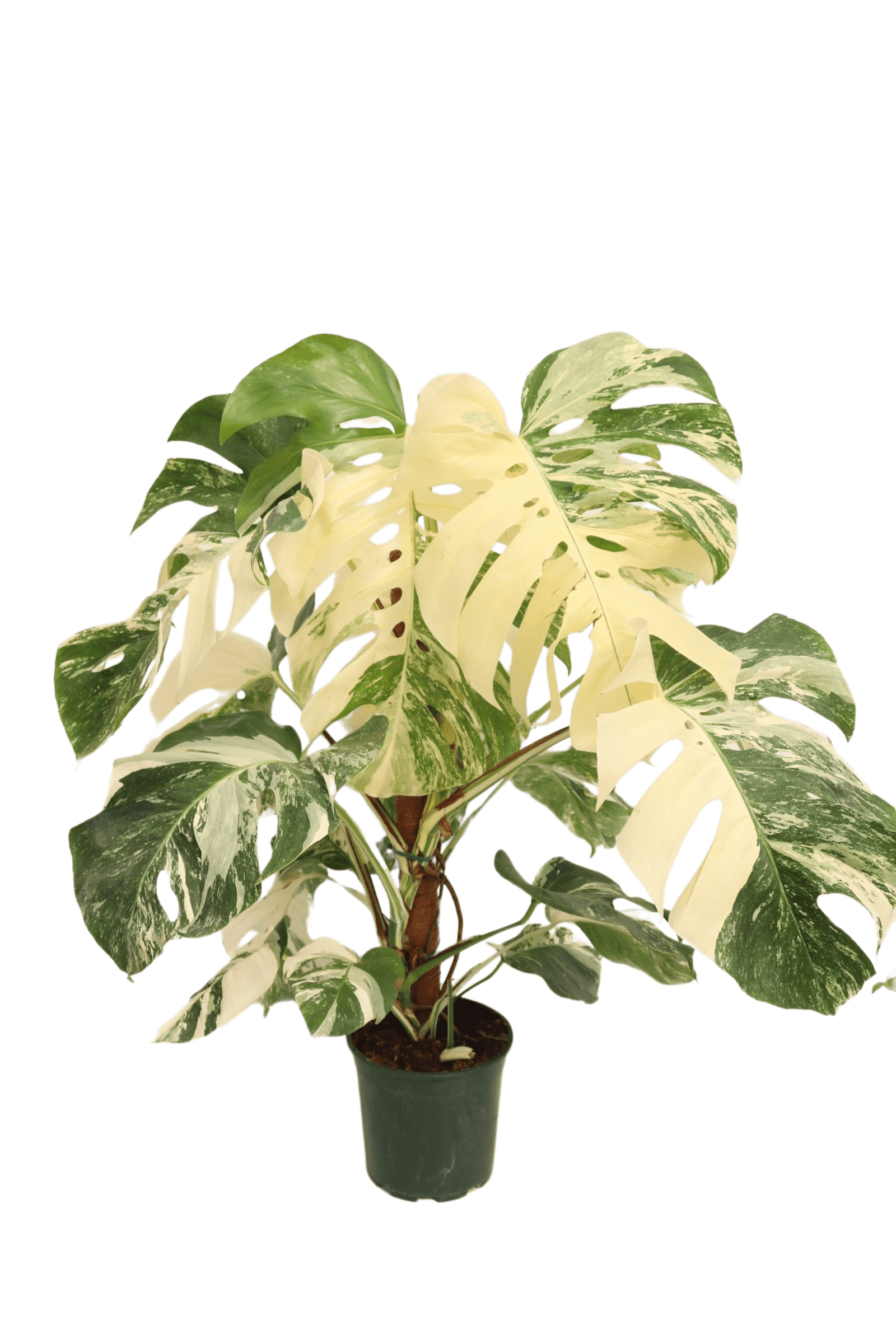 monstera_deliciosa_variegata_1_v20_planthiza
