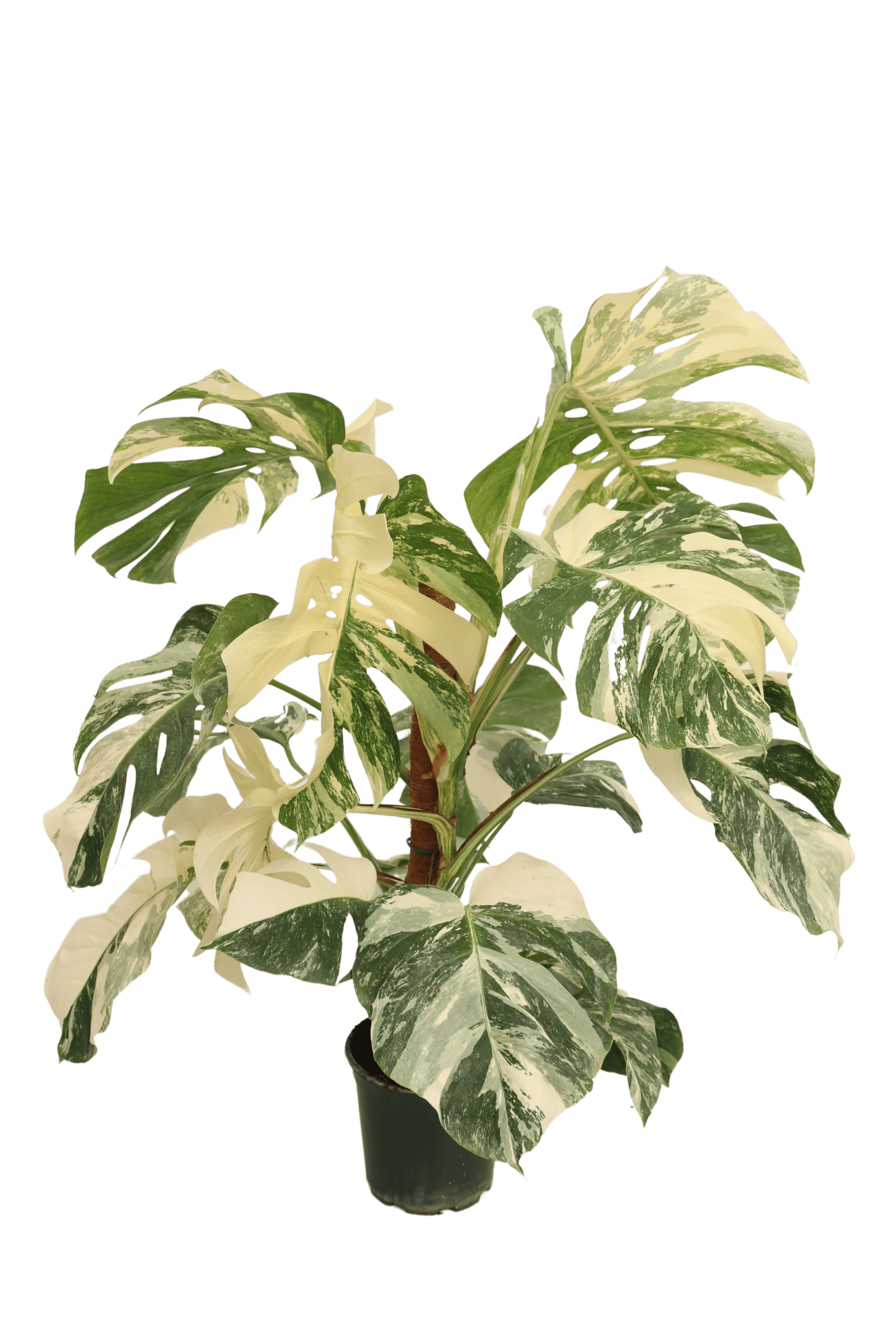 monstera_deliciosa_variegata_2_v20_planthiza
