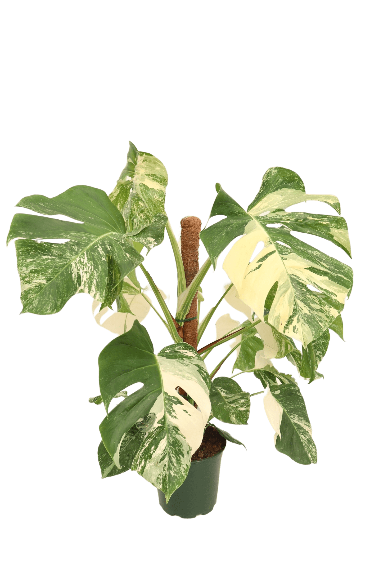 monstera_deliciosa_variegata_3_v20_planthiza