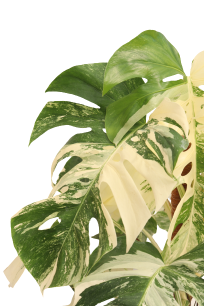 monstera_deliciosa_variegata_zoom