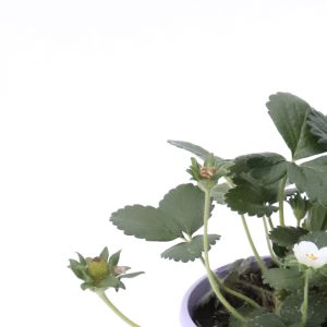 Morangueiros para plantar 🍓