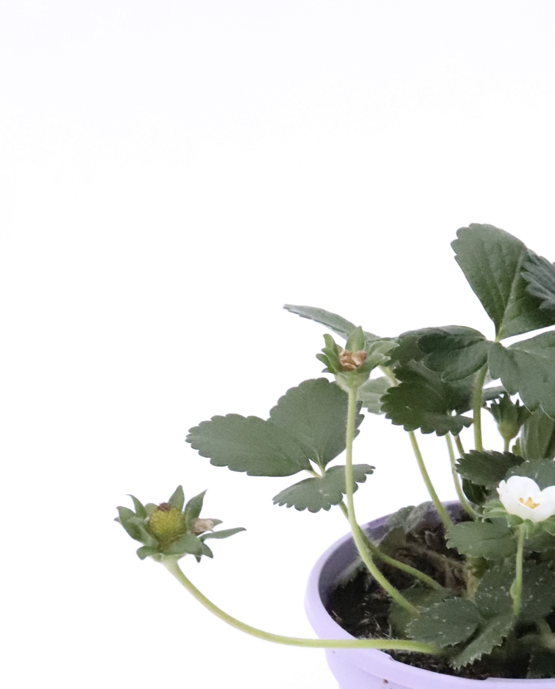 Morangueiros para plantar 🍓