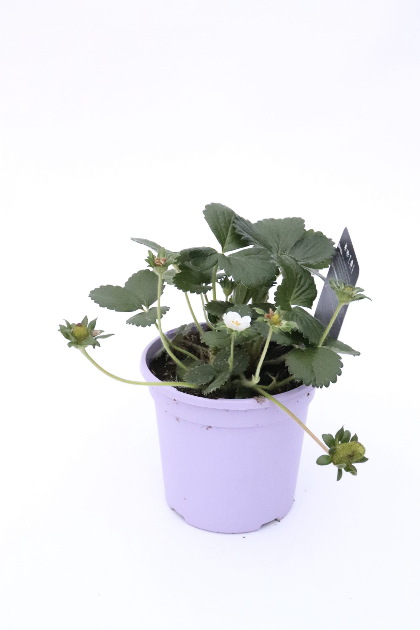 Morangueiros para plantar 🍓 - Image 3