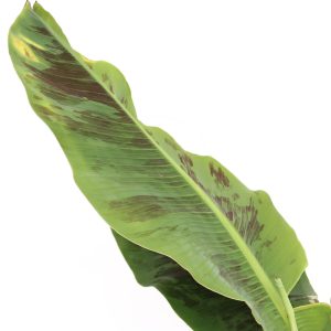 musa-canvendish-zoom-planthiza