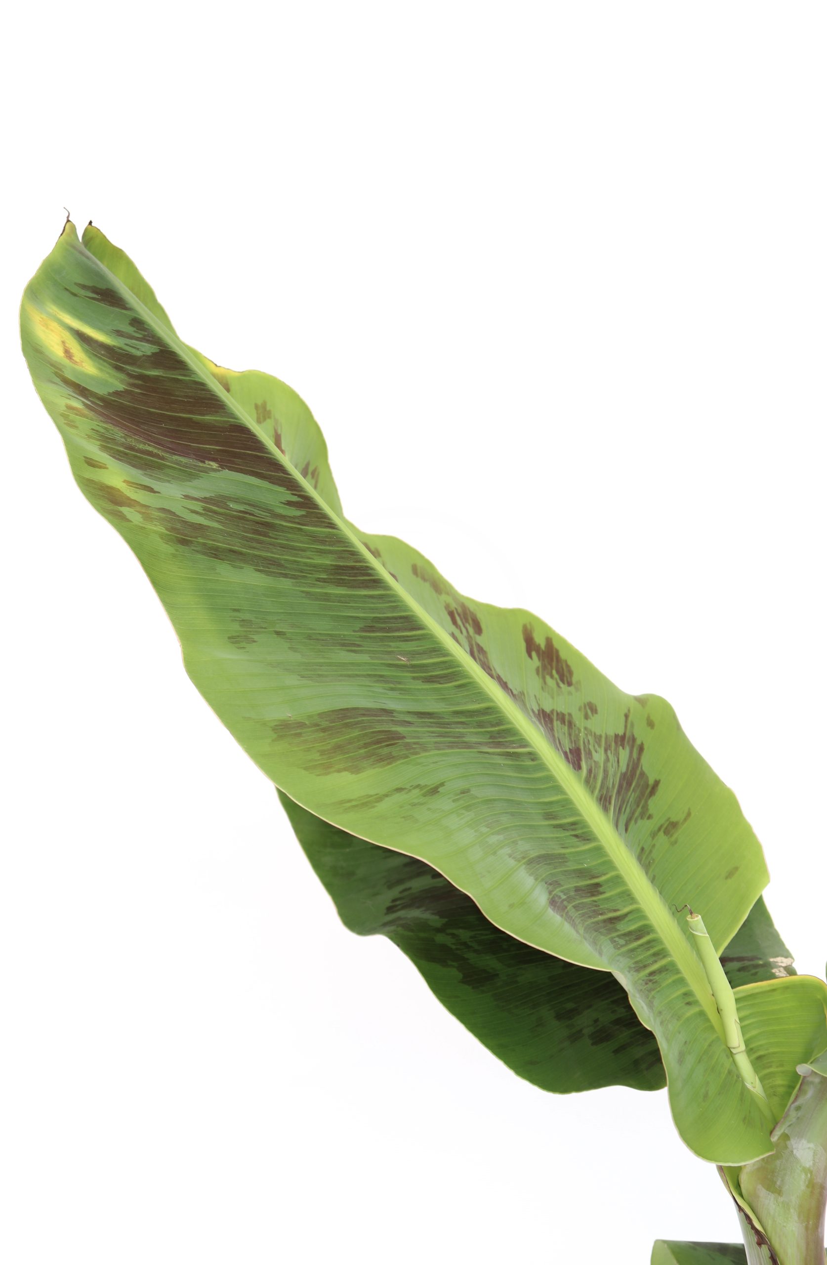 musa-canvendish-zoom-planthiza