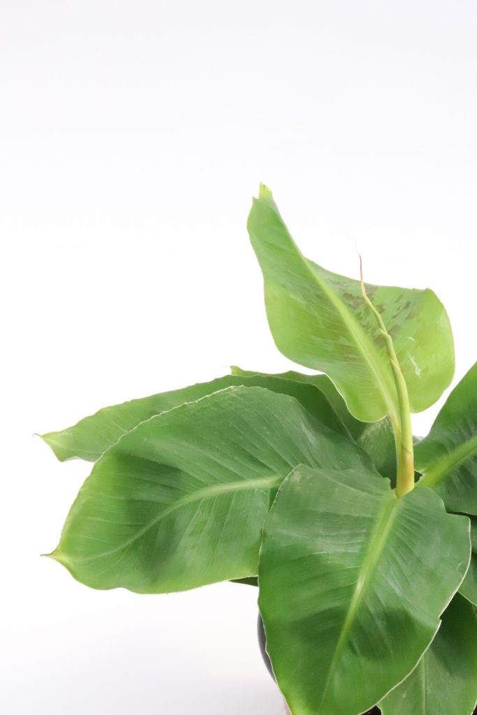 musa-dwarf-cavendish-zoom-scaled.jpeg