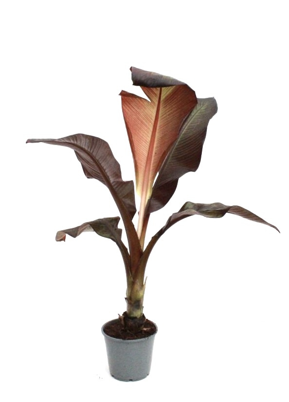 ensete-maurelii-planthiza