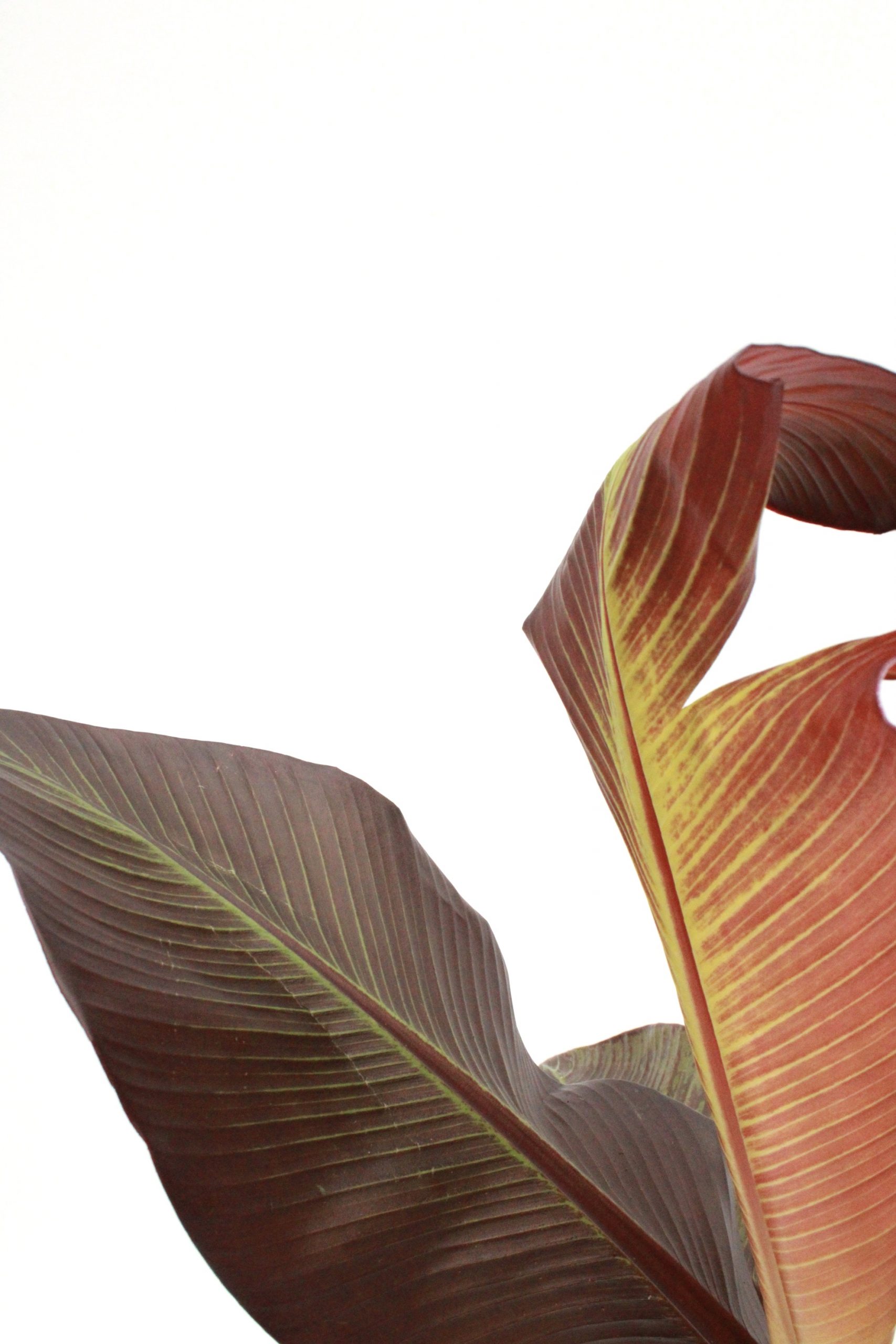 ensete-maurelii-zoom-planthiza